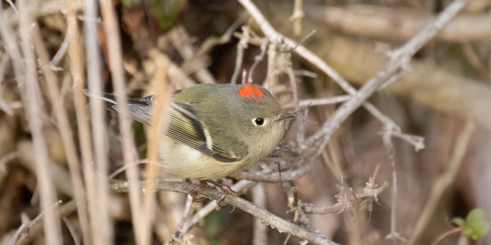 Ruby-crowned Kinglet